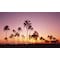 Biggies Scenes Window Well Scenes-Palm, 80 in wide x 40 in high BG-WW-PLM-80 - alternate 1